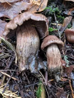Cortinarius cacaocolor thumbnail 2