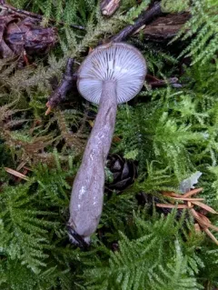 Lactarius glutigriseus thumbnail 1