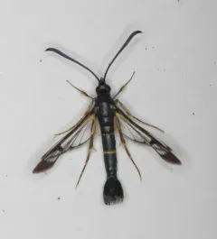 Apple Bark Borer thumbnail 2