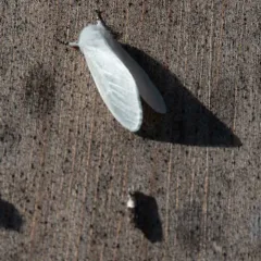 White Satin Moth thumbnail 4
