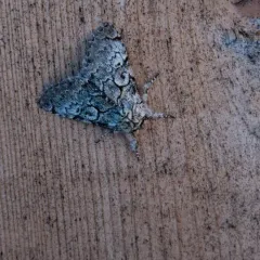 Laugher Moth thumbnail 3
