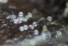 Helicodendron conglomeratum thumbnail 1