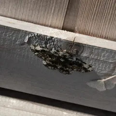 American Oak Beauty thumbnail 2