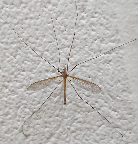 Tipula jacobus