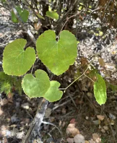 California wild grape thumbnail 3
