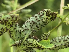 Tranzschelia thalictri thumbnail 3