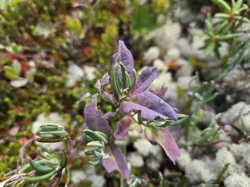 Exobasidium sundstroemii