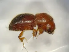 Granulate Ambrosia Beetle thumbnail 3