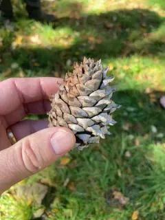 Table Mountain pine thumbnail 3