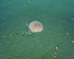 Pom-pom Anemone thumbnail 4
