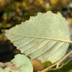 Phyllactinia betulae thumbnail 4