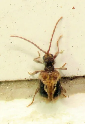 Ptinus concurrens