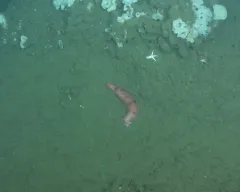 White-Knobbed Sea Cucumber thumbnail 4