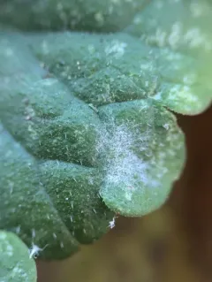 Golovinomyces biocellatus thumbnail 2