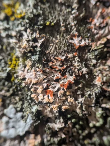 Erythricium aurantiacum