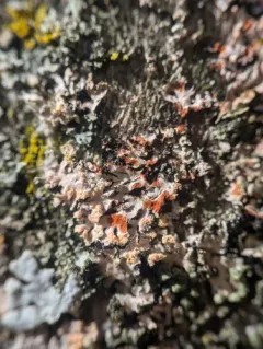 Erythricium aurantiacum thumbnail 1