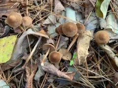Inocybe minima thumbnail 3