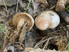 Cortinarius albobrunnescens thumbnail 1
