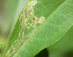 Liriomyza phloxiphaga thumbnail 4