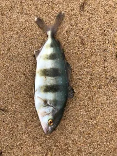 Banded Rudderfish thumbnail 2