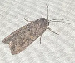 Beet Armyworm Moth thumbnail 4