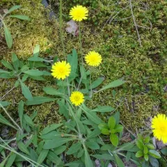 mouse-eared hawkweed thumbnail 1