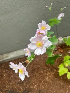 Japanese anemone thumbnail 2