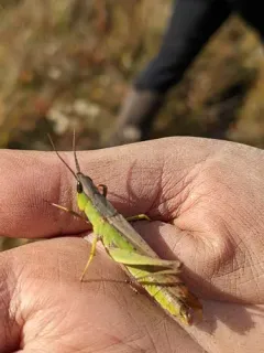 Clipped-winged Grasshopper thumbnail 4
