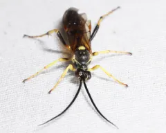 Ichneumon subdolus thumbnail 2