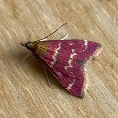 Raspberry Pyrausta Moth thumbnail 2