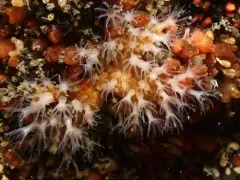 Thrombophyton trachydermum thumbnail 4