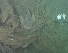 Bigmouth Sculpin thumbnail 4