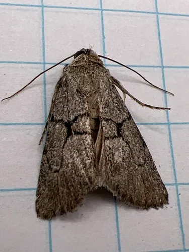 Sympistis pallidior