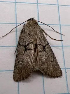 Sympistis pallidior thumbnail 1
