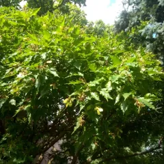 Amur Maple thumbnail 2
