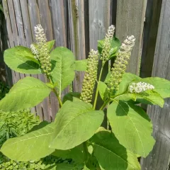 Indian Pokeweed thumbnail 2