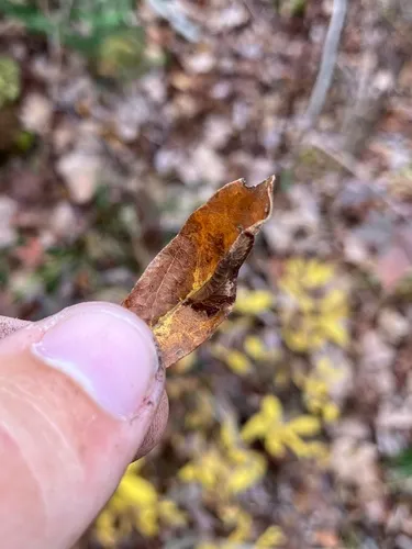 Phyllonorycter fragilella