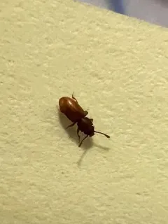 Foreign grain beetle thumbnail 4