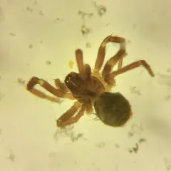 Ash Hahniid Spider thumbnail 3