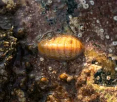 Northern White Chiton thumbnail 4