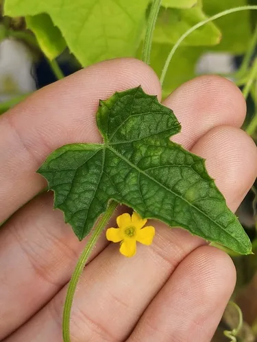 Mexican Sour Gherkin
