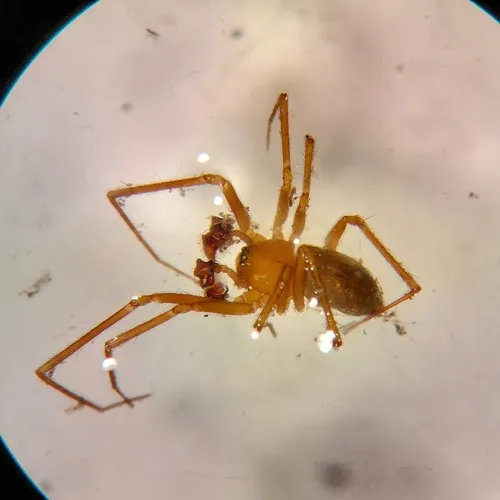 Lepthyphantes intricatus