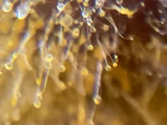 Golden Jack Mold thumbnail 1