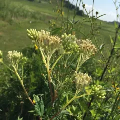 pale Indian plantain thumbnail 4