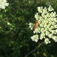 Goldenrod Soldier Beetle thumbnail 1