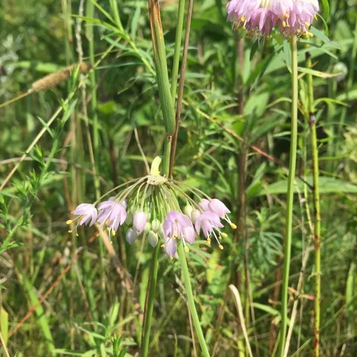 nodding onion