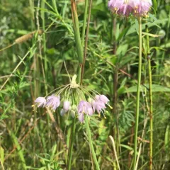nodding onion thumbnail 1