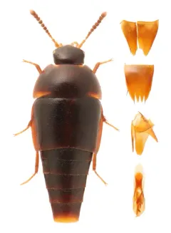 Coproporus ventriculus thumbnail 4