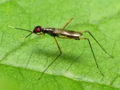 Rainieria antennaepes thumbnail 2
