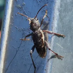 Xylotrechus nauticus thumbnail 4
